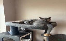 British Shorthair cats for sale: Pedigree BSH Last Female kitten ready to go!! - Image 9