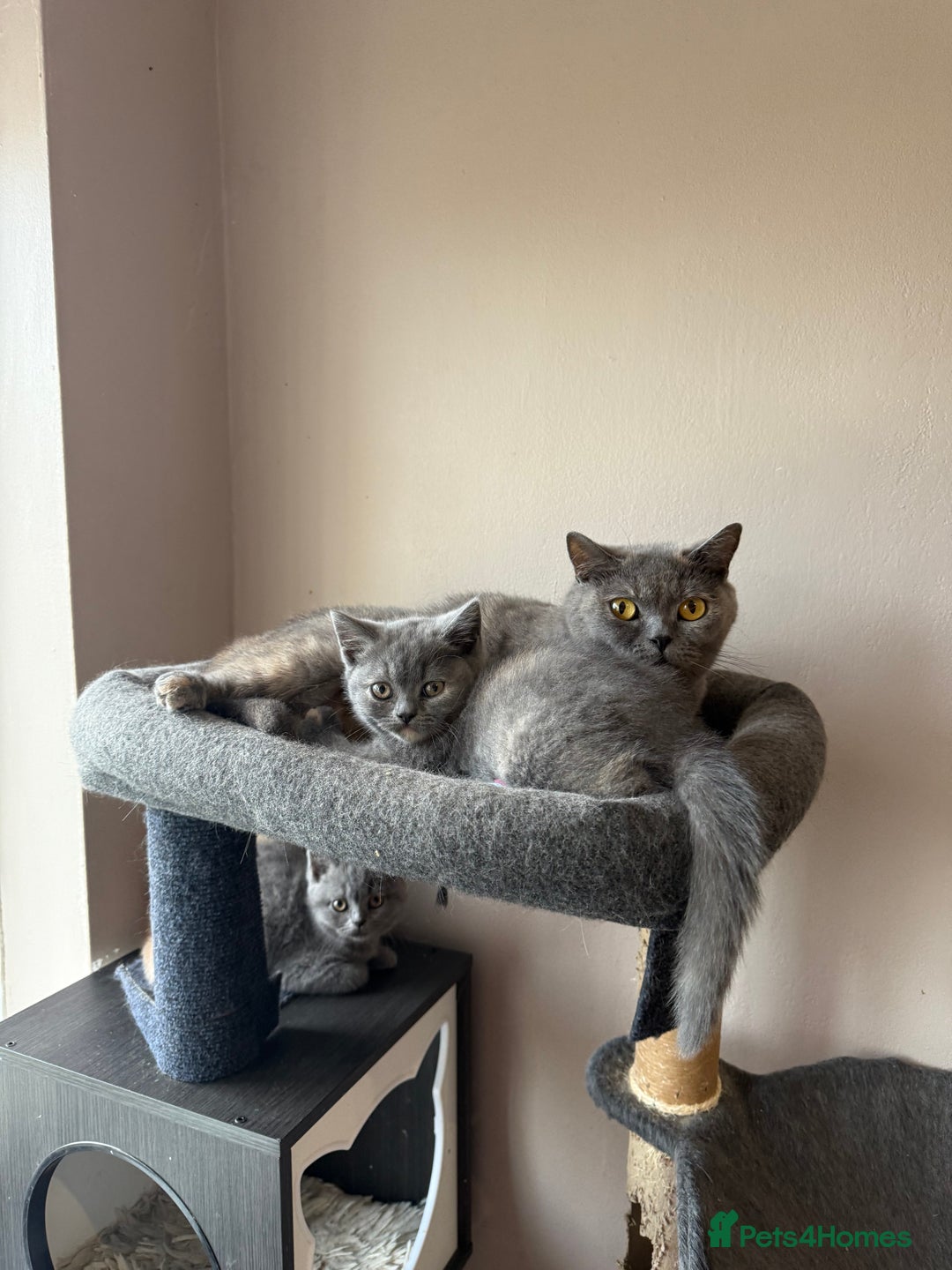 British Shorthair cats for sale: Pedigree BSH Last Female kitten ready to go!! - Image 9