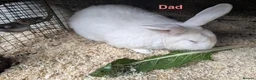 New Zealand rabbits for sale: New Zealand Californian Rabbits - Advert 5