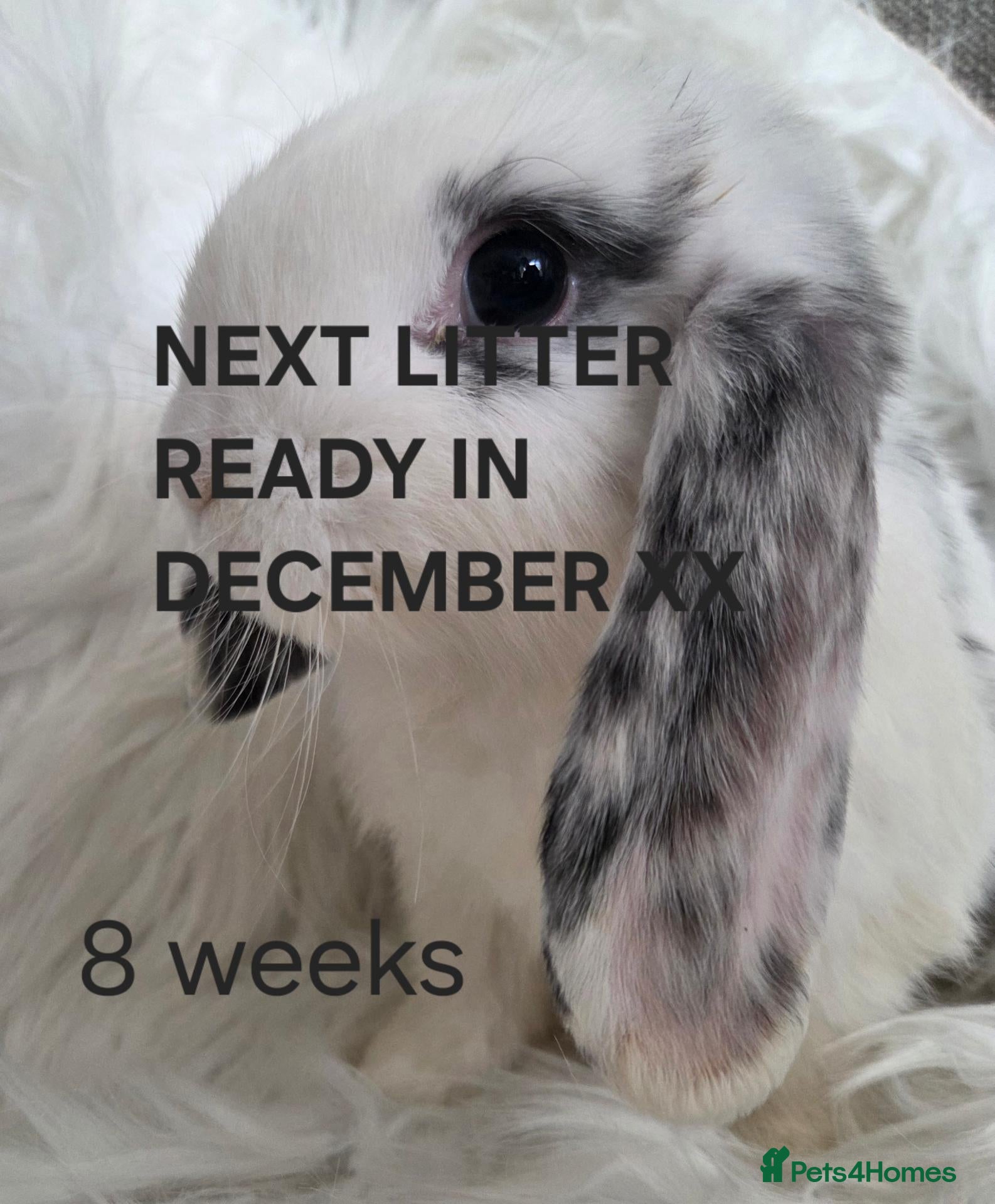 Mini Lop rabbits ALL RABBITS GONE  - Advert 10