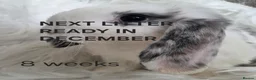 Mini Lop rabbits for sale: ALL RABBITS GONE  - Advert 1