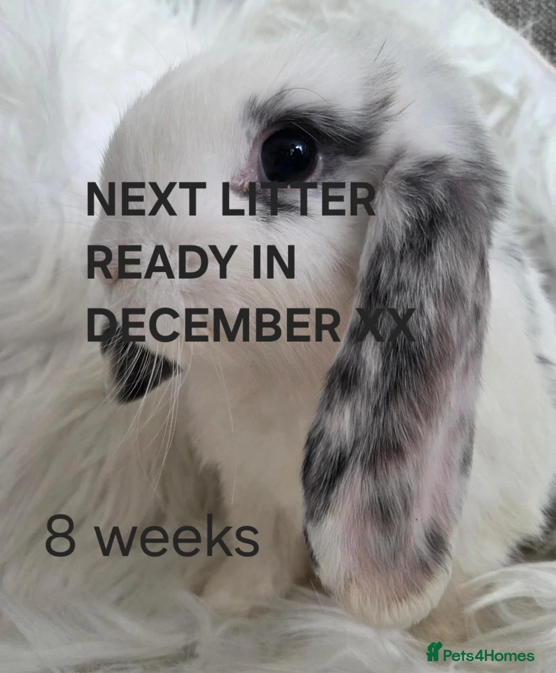 Mini Lop rabbits for sale: ALL RABBITS GONE  - Advert 1