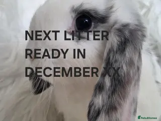 Mini Lop rabbits ALL RABBITS GONE - Advert 10