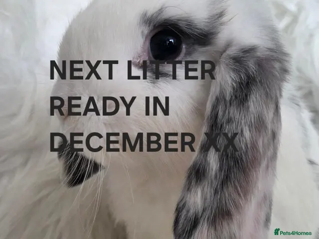 Mini Lop rabbits ALL RABBITS GONE - Advert 11