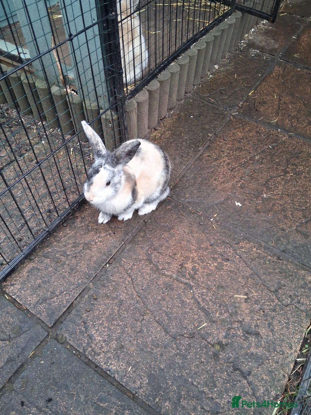Mixed Breed rabbits for sale: Super cute rex x lop bunnies - Advert 7