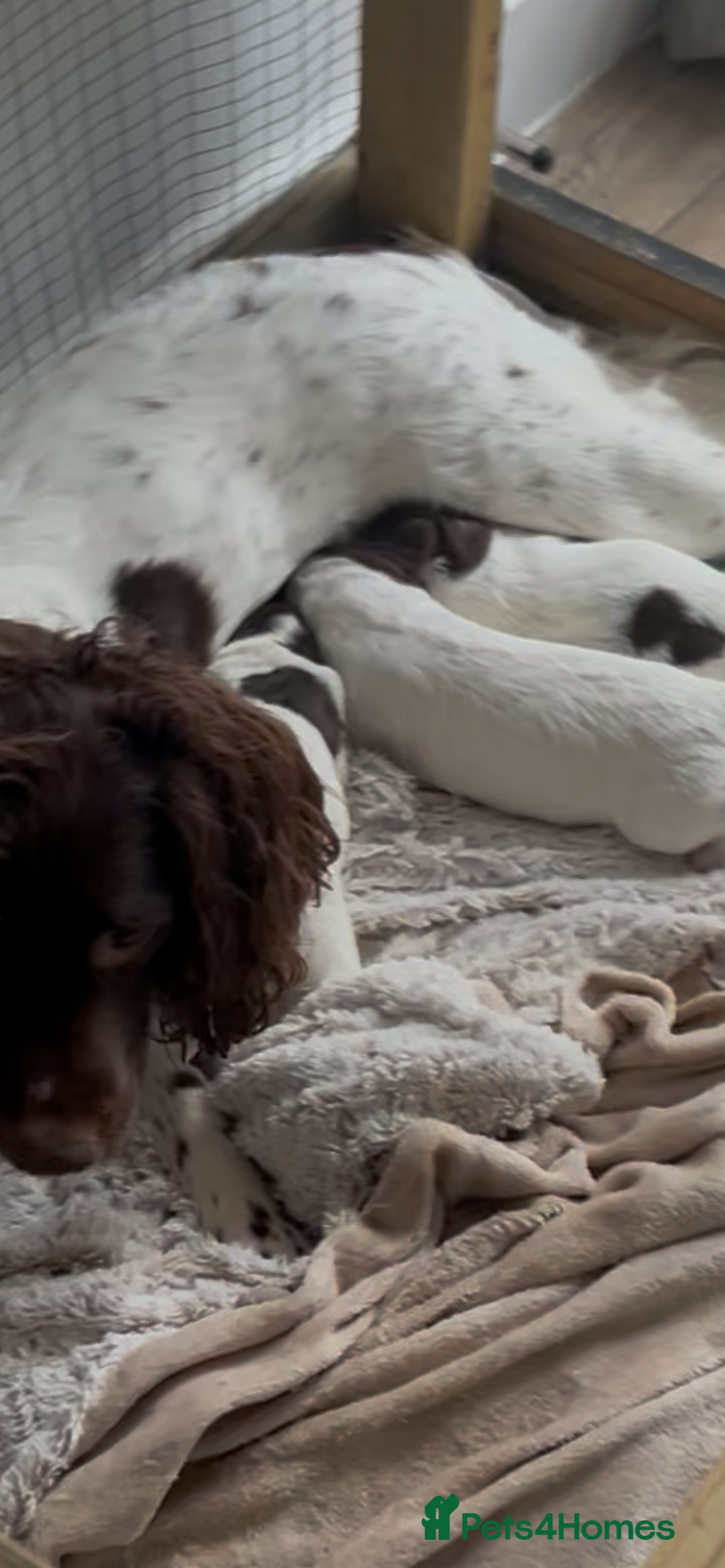 Sprocker dogs for sale: 2 male sprocker spaniels  - Advert 8