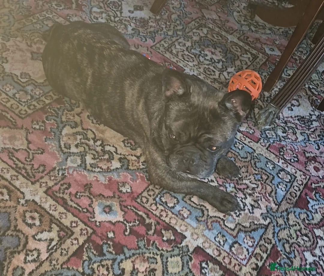 French Bulldog dogs for sale: French bulldog  - Advert 2