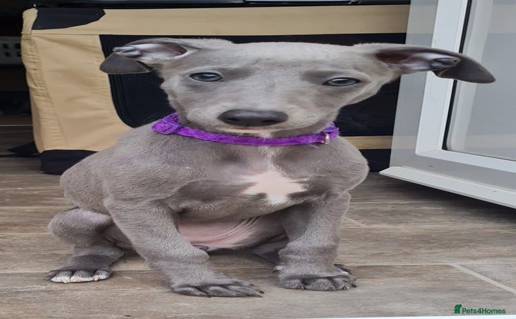 Whippet dogs - Advert 1