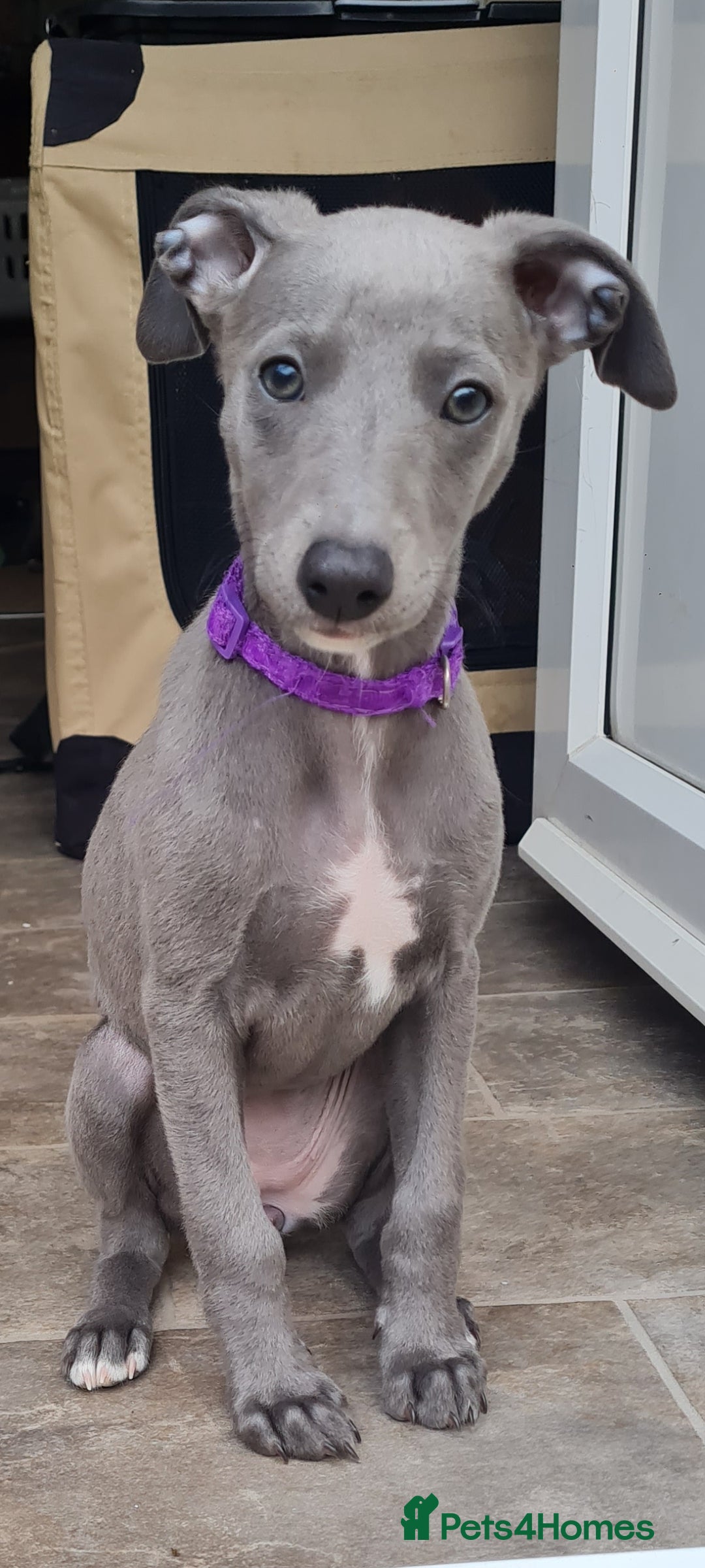 Whippet dogs for sale: KC Whippet puppy. READY TO LEAVE - one girl left - Image 1