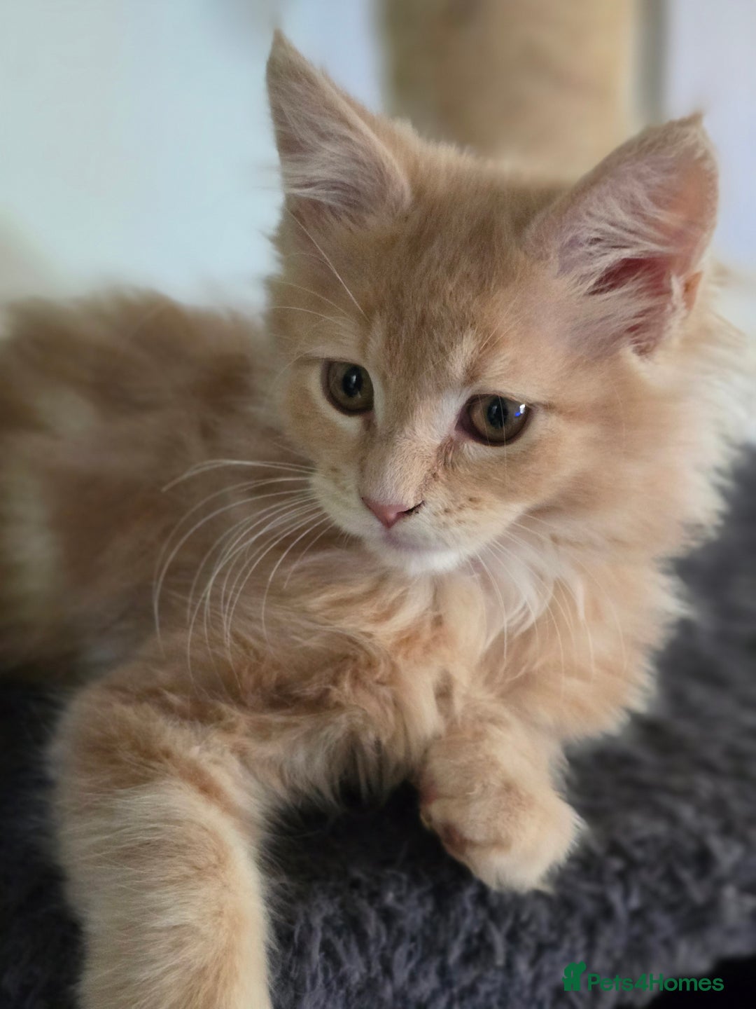 Maine Coon cats for sale: Beautiful Maine coon kittens  - Image 9