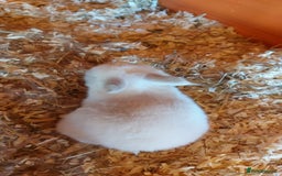 Mini Lop rabbits for sale: Gorgeous 💙purebred mini lop bunnies💙  - Image 8