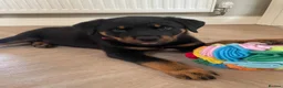 Rottweiler dogs for sale: Half Serbian Half German Rottweiler - Advert 7