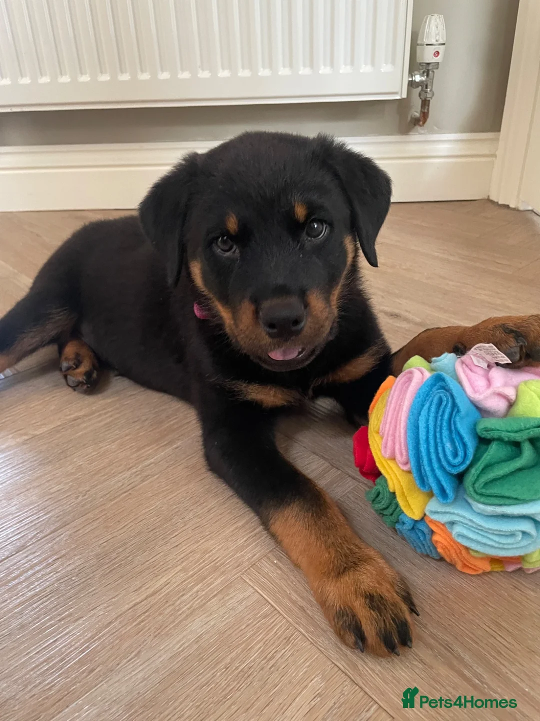 Rottweiler dogs for sale: Half Serbian Half German Rottweiler - Advert 7