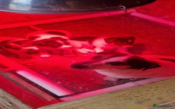 Jack Russell dogs for sale: Jackrussel pup - Advert 2