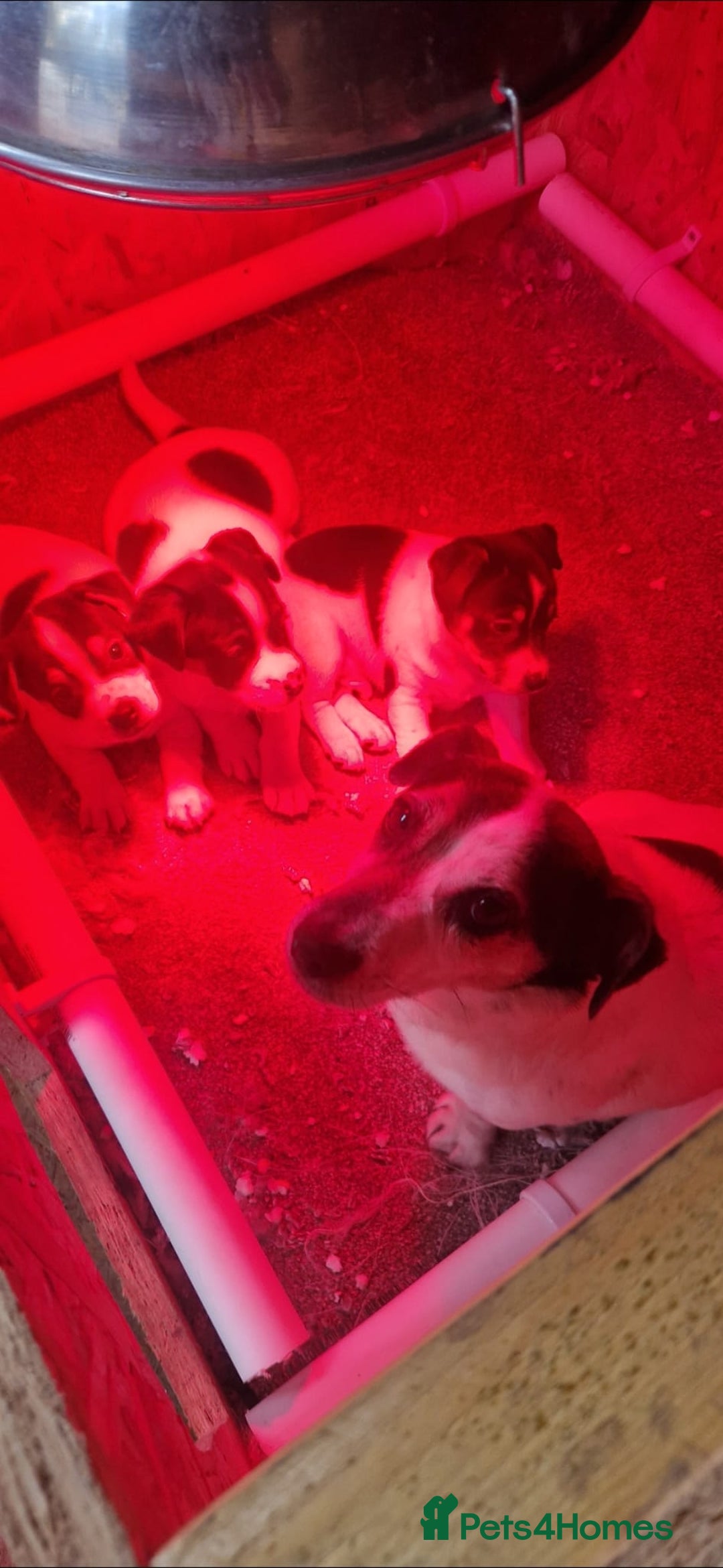 Jack Russell dogs for sale: Jackrussel pup - Advert 2