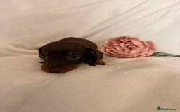 Miniature Dachshund dogs for sale: Stunning miniature dachshunds - tiny parents  - Image 23