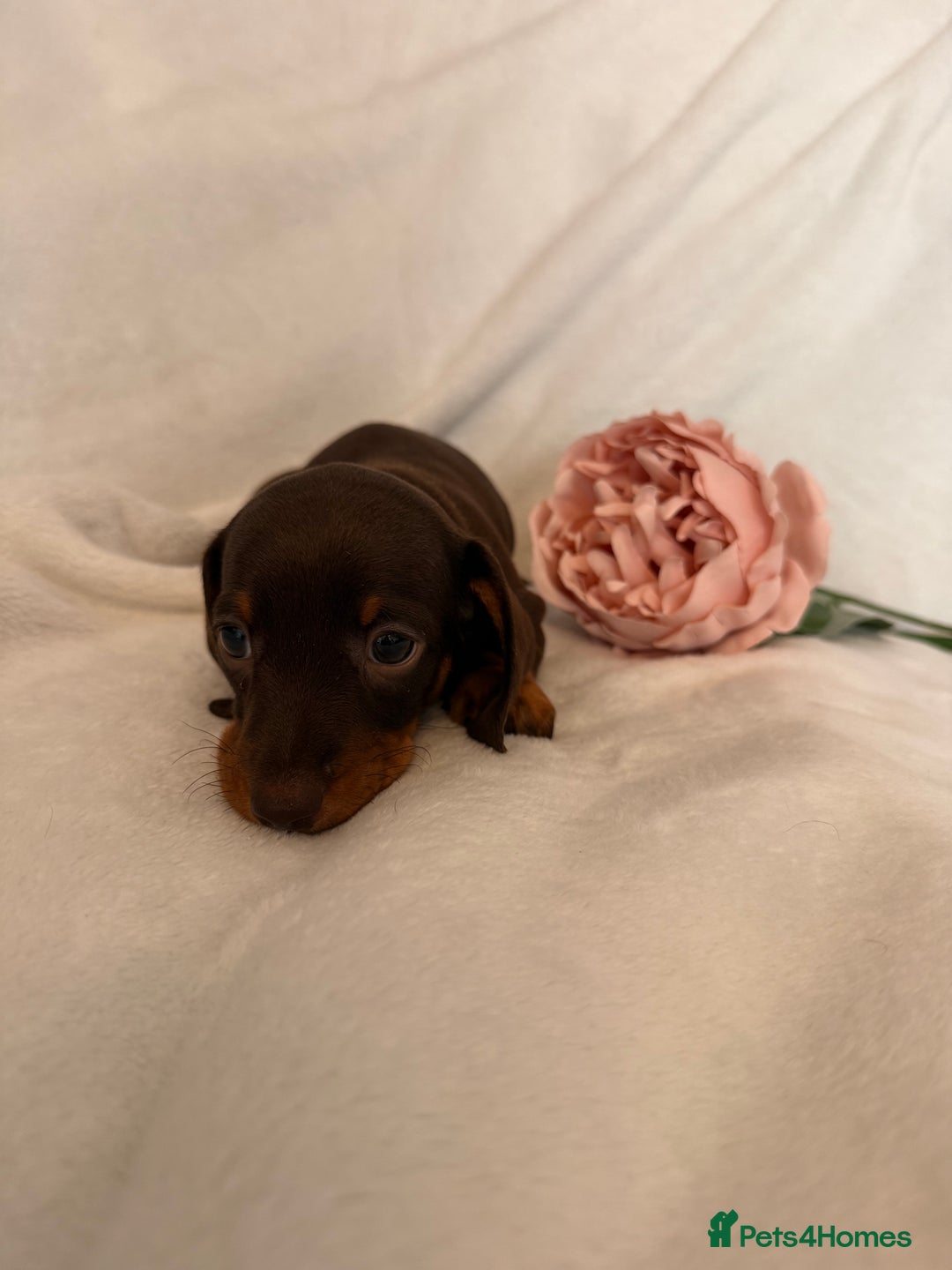 Miniature Dachshund dogs for sale: Stunning miniature dachshunds - tiny parents  - Image 23