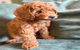 Cockapoo dogs for sale: Beautiful family of cockerpoos - Image 12