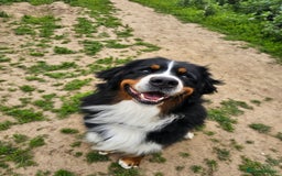 Bernese Mountain Dog dogs for sale: Gorgeous Bernese Mountain Dog Puppies Ready Soon - Image 16