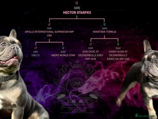 French Bulldog dogs Hector Starfex in Leigh - Advert 20