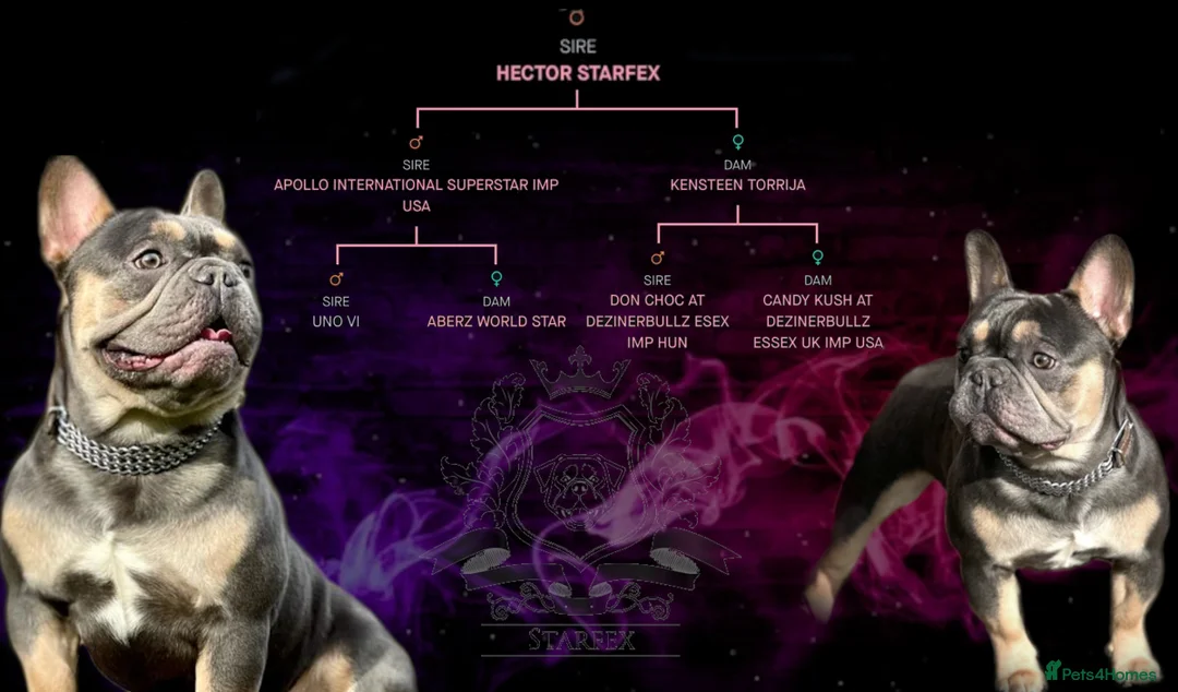 French Bulldog dogs for stud: Hector Starfex in Leigh - Advert 1