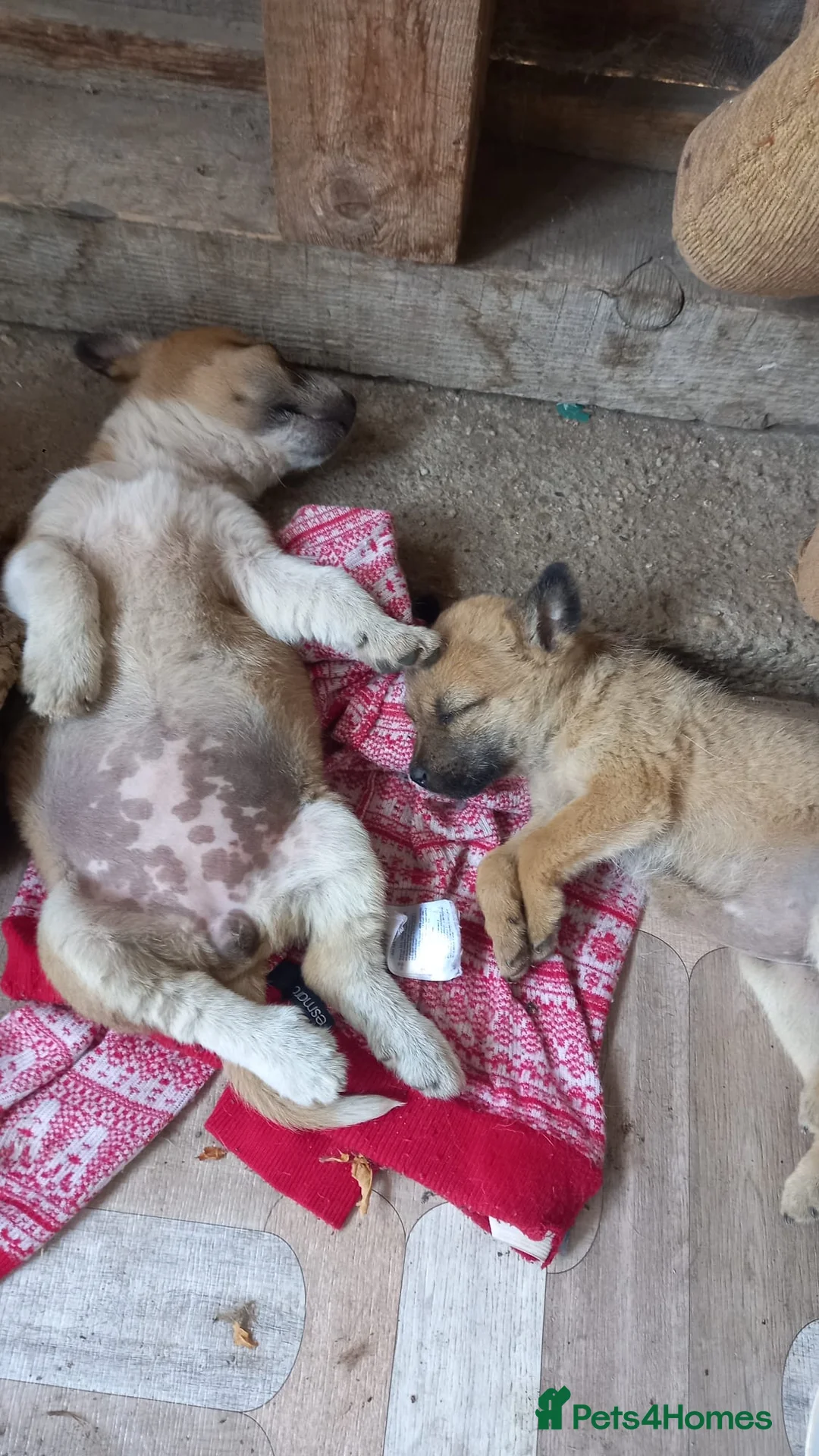 Mixed Breed dogs for adoption: 💖 Meet JESSICA 💖 - a story of Strength and Love - Advert 20