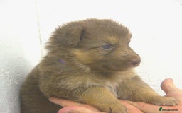 German Shepherd dogs for sale: GORGEAOUS K/C Registered German Shepherd puppies - Image 19