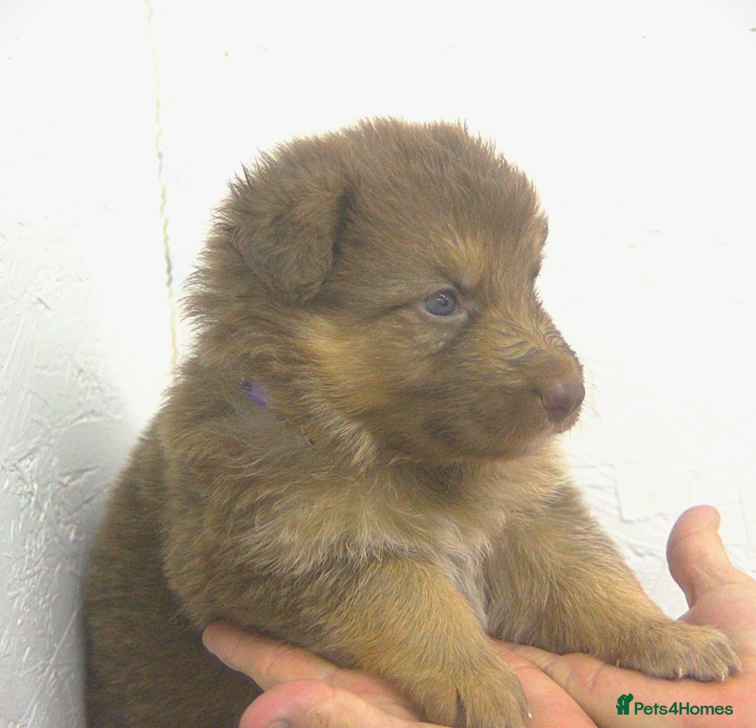 German Shepherd dogs for sale: GORGEAOUS K/C Registered German Shepherd puppies - Image 19