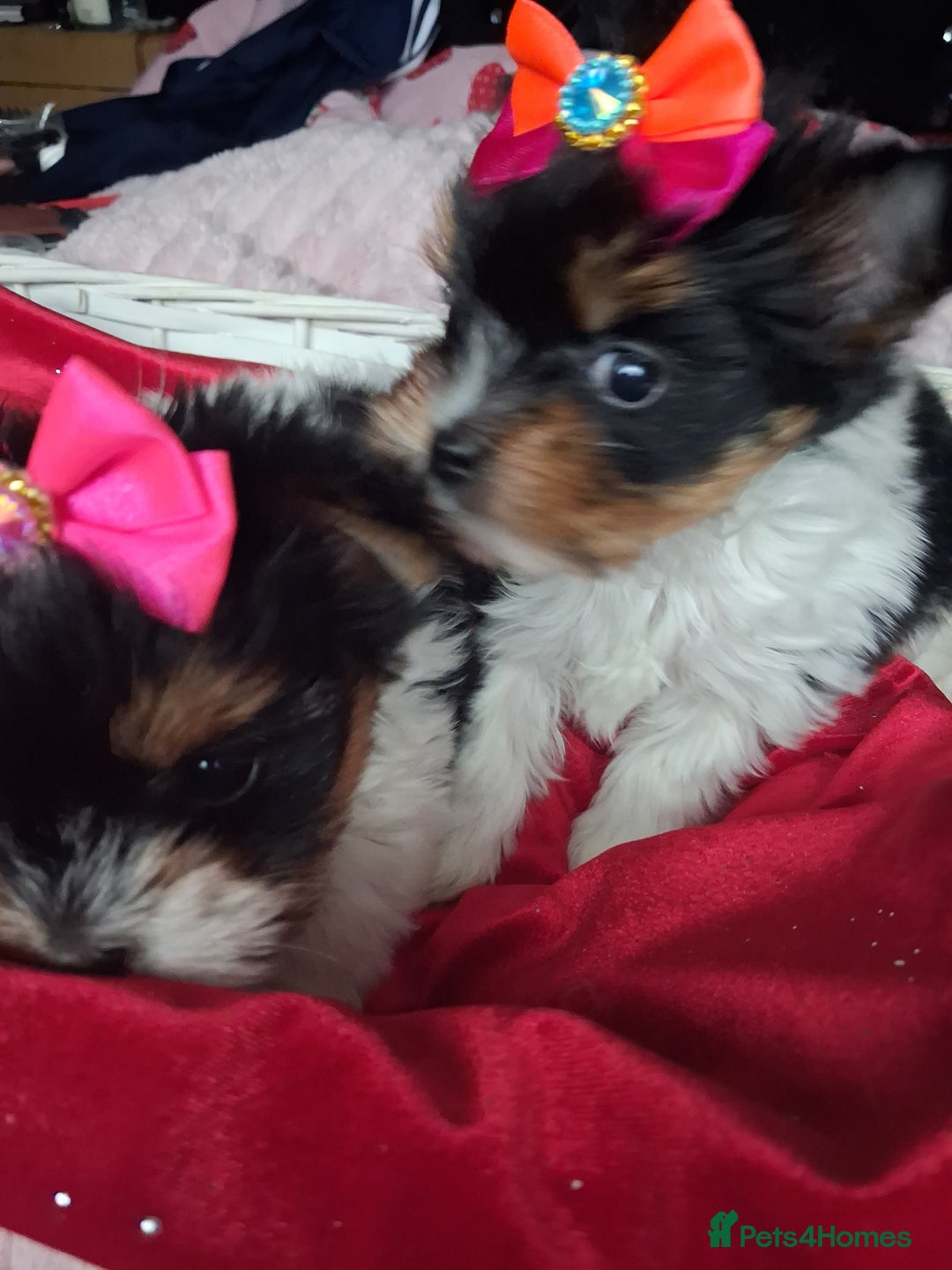Biewer Terrier dogs for sale: Beautiful 2 mini girls - Advert 3
