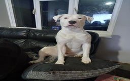Mixed Breed dogs for sale: 3 loving puppys for sale - Image 7
