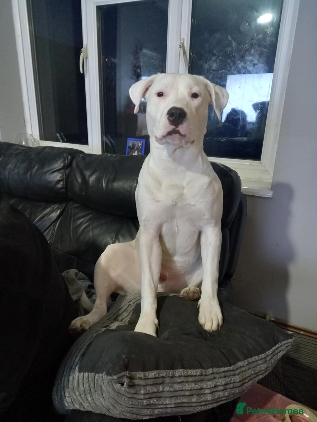 Mixed Breed dogs for sale: 3 loving puppys for sale - Image 7