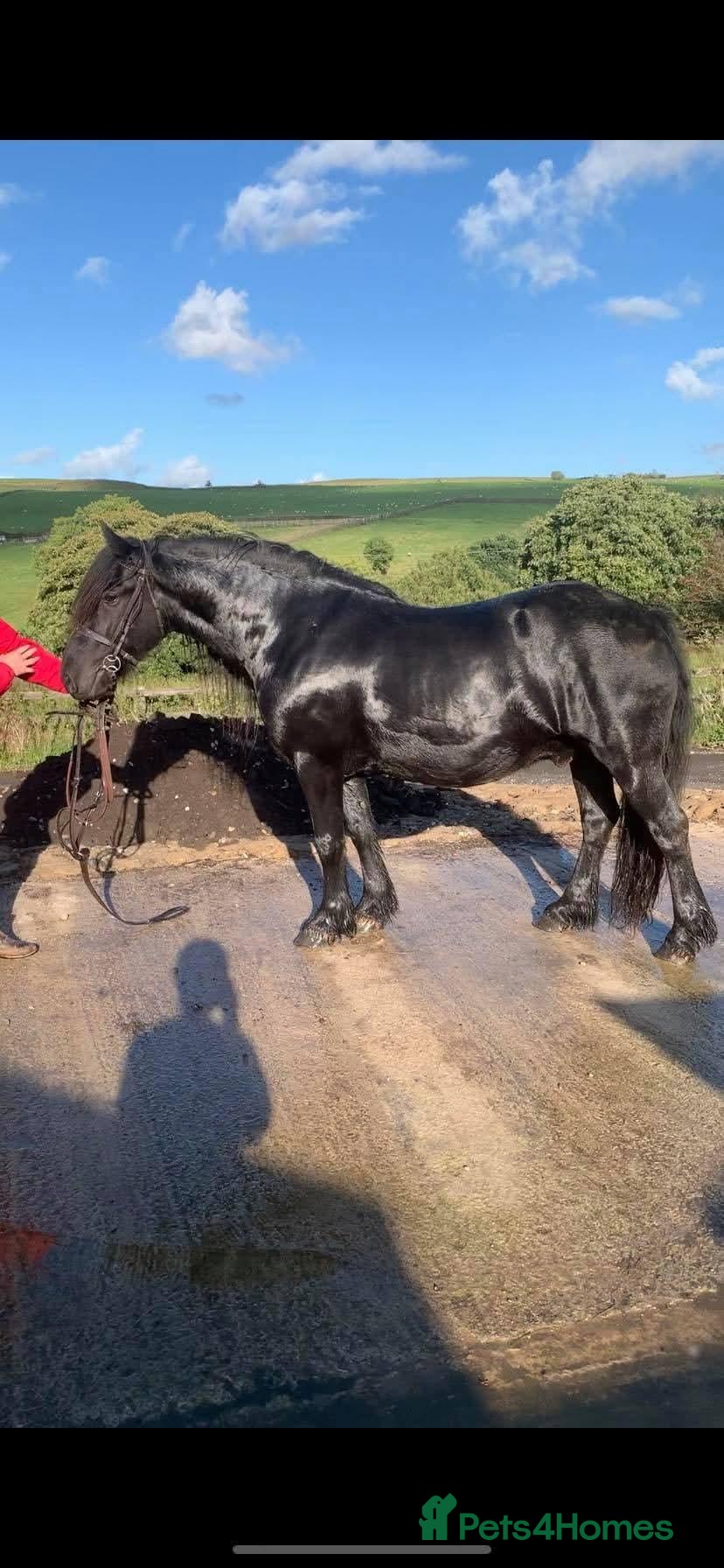 Fell horses Registered Fell Linnel Brackenbank Greenholme line - Advert 1