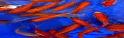 Goldfish fish for sale: 6 x Goldfish - Advert 1