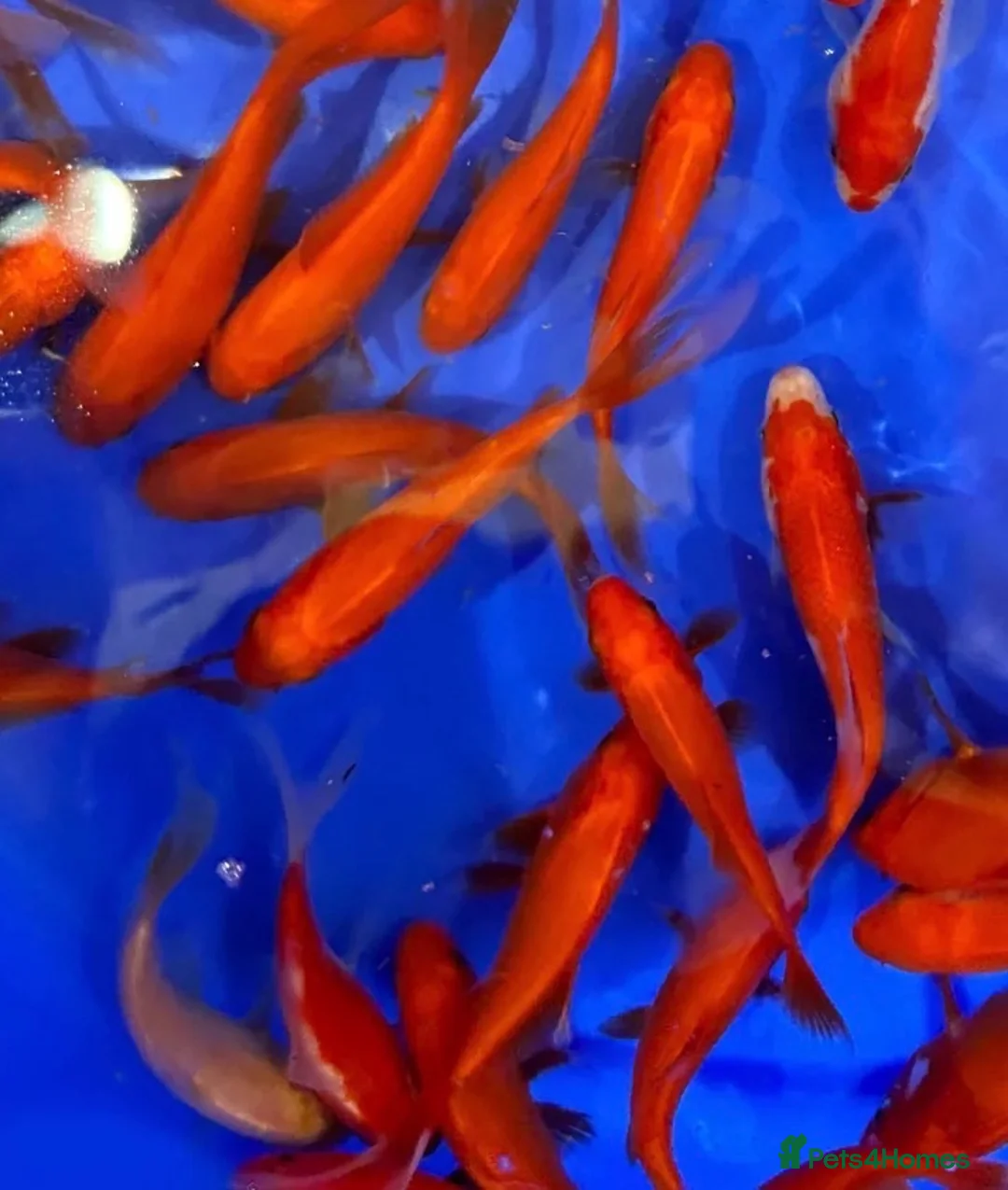 Goldfish fish for sale: 6 x Goldfish - Advert 1