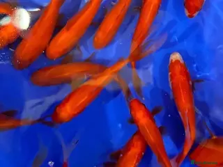 Goldfish fish 6 x Goldfish - Advert 1
