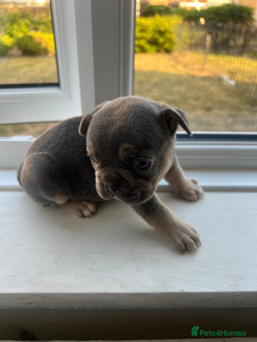 French Bulldog dogs for sale: French bulldogs - Image 14