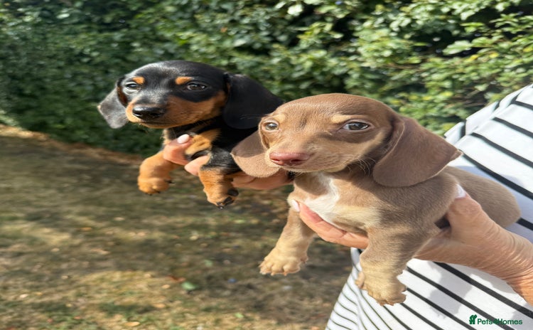 Miniature Dachshund dogs - Advert 3