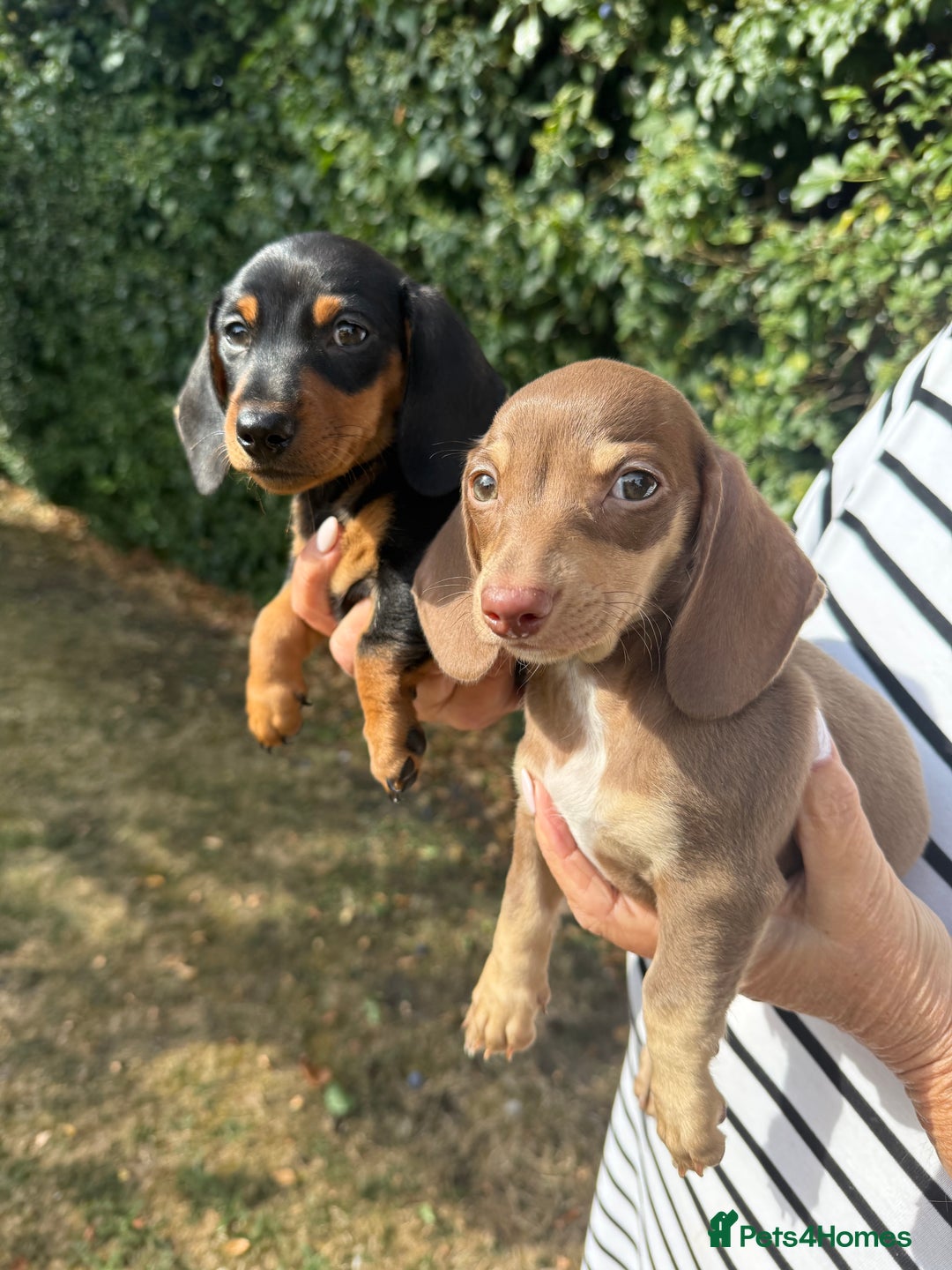 Miniature Dachshund dogs for sale: BEAUTIFUL MINIATURE DACHSHUNDS K.C REG!! - Image 4