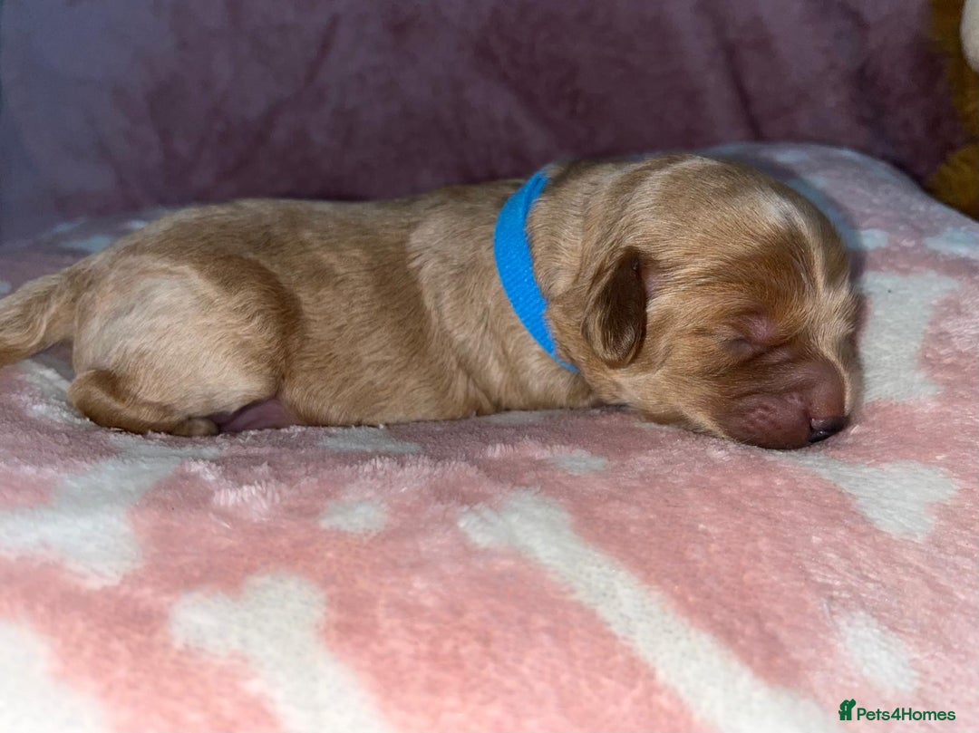 Cockapoo dogs for sale: 🌸3 gorgeous Chunky Cockapoos 🌸 - Image 13