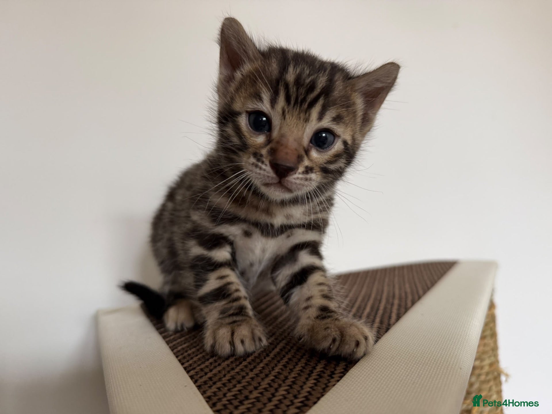 Bengal cats Bengal Kittens For Sale (5 Left) - Advert 1