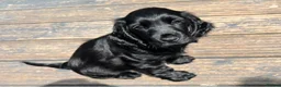 Cocker Spaniel dogs for sale: Male cocker spaniel - Advert 2