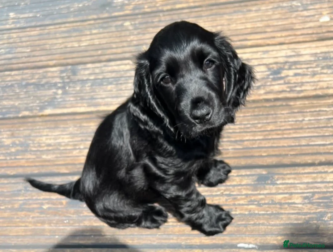 Cocker Spaniel dogs for sale: Male cocker spaniel - Advert 2