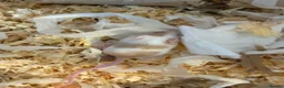 Mouse rodents for sale: Male and female fancy mice in Andover - Advert 5