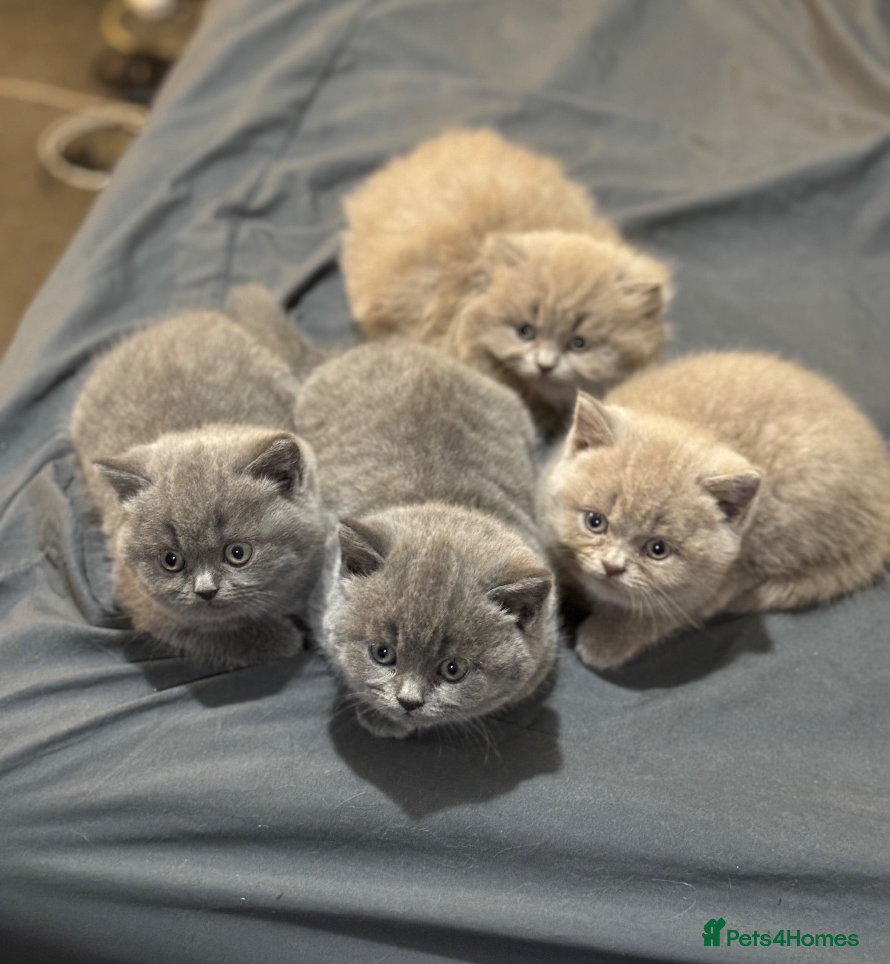 British Shorthair cats BSH  kittens lilac and blue - Advert 1