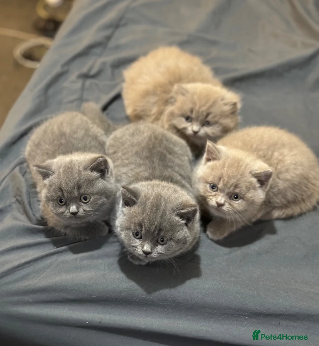 British Shorthair cats for sale: BSH  kittens lilac and blue - Advert 1