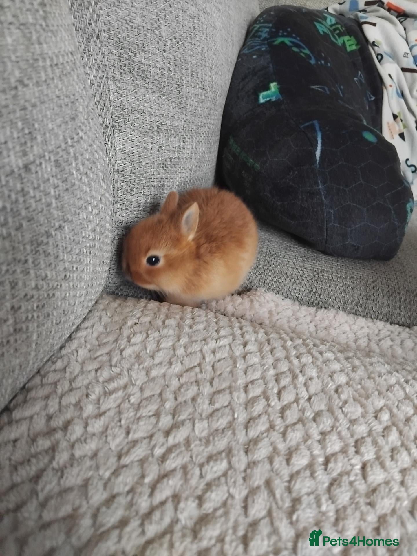 Netherland Dwarf rabbits Beautiful netherland dwarf bunnies - Advert 7