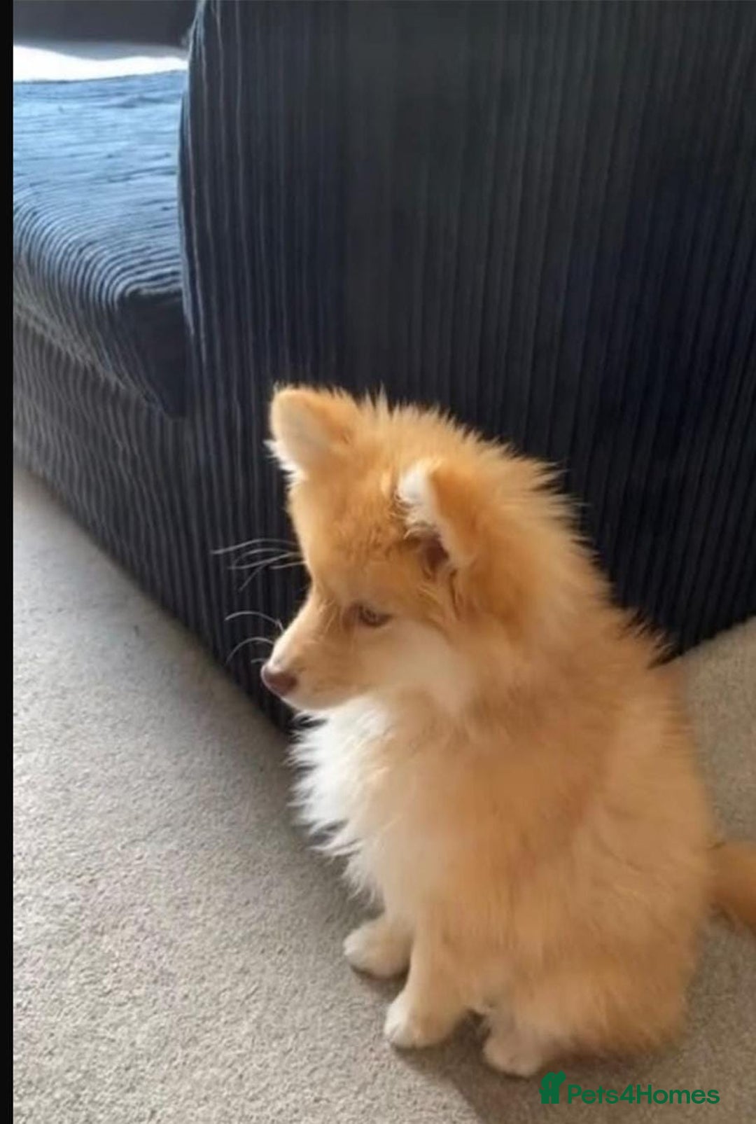 Pomsky dogs for sale: Female pomsky  - Image 1