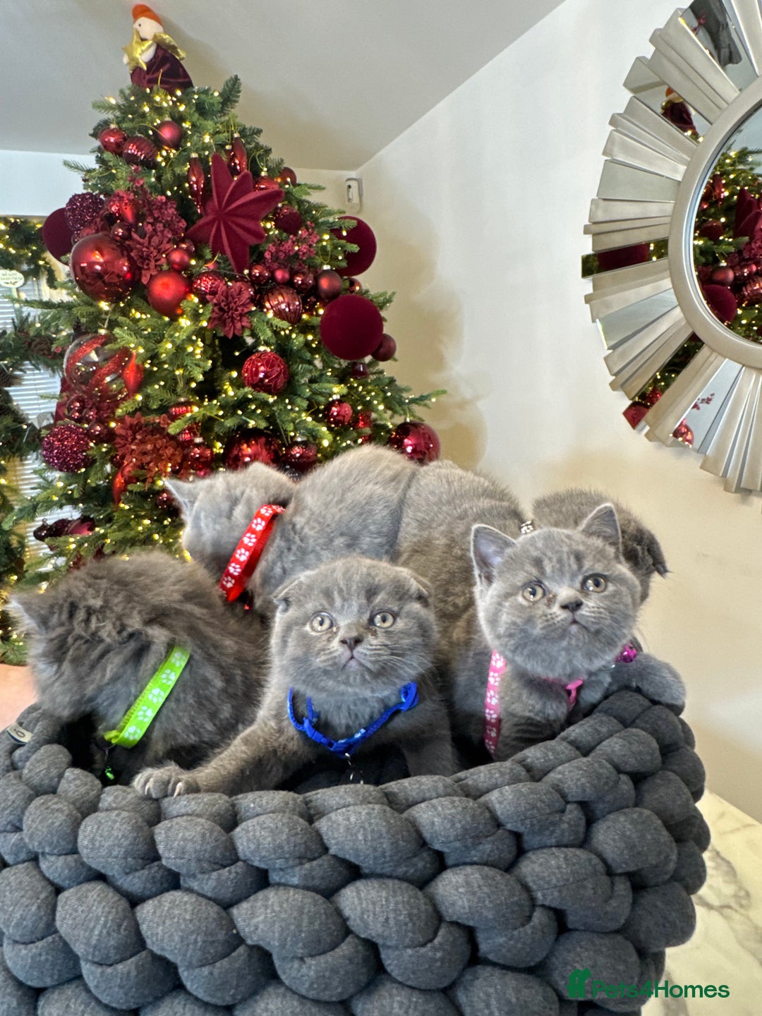 British Shorthair cats for sale: 6 stunning British Shorthair kittens  - Advert 3