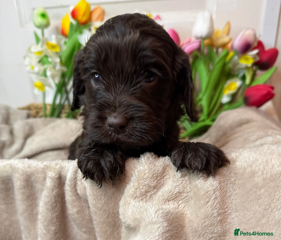 Cockapoo dogs for sale: Adorable F1 cockapoo puppies - Advert 5