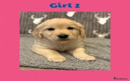 Golden Retriever dogs for sale: Golden retriever puppys - Image 2